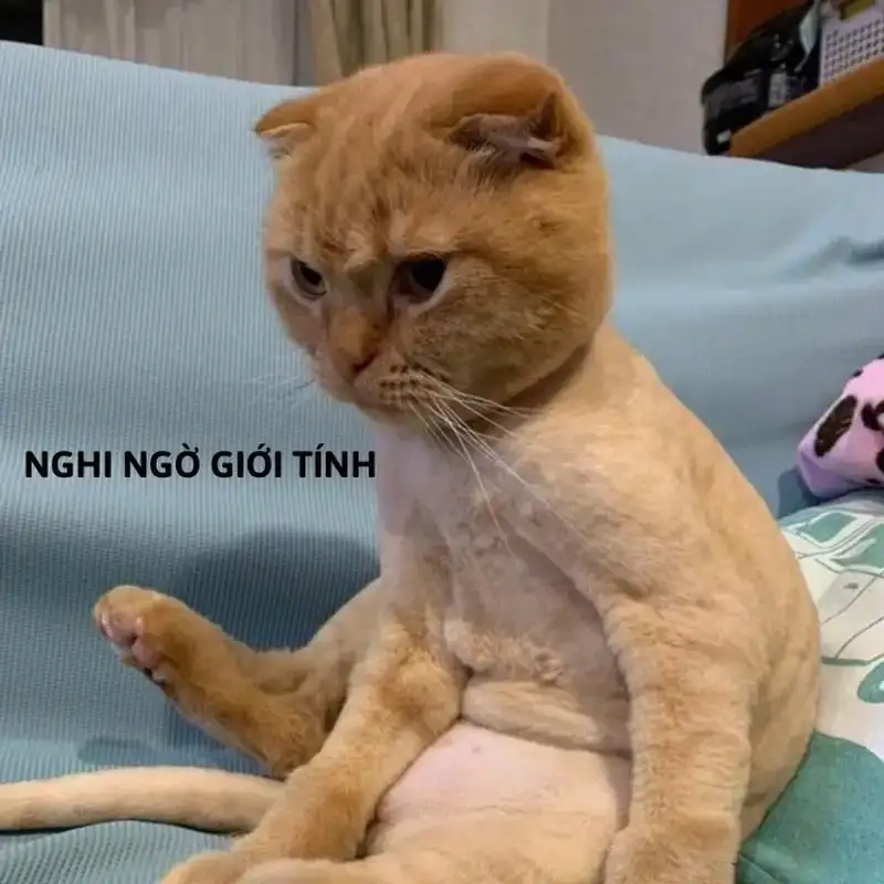 Meme mặt nghi ngờ biểu cảm đáng yêu