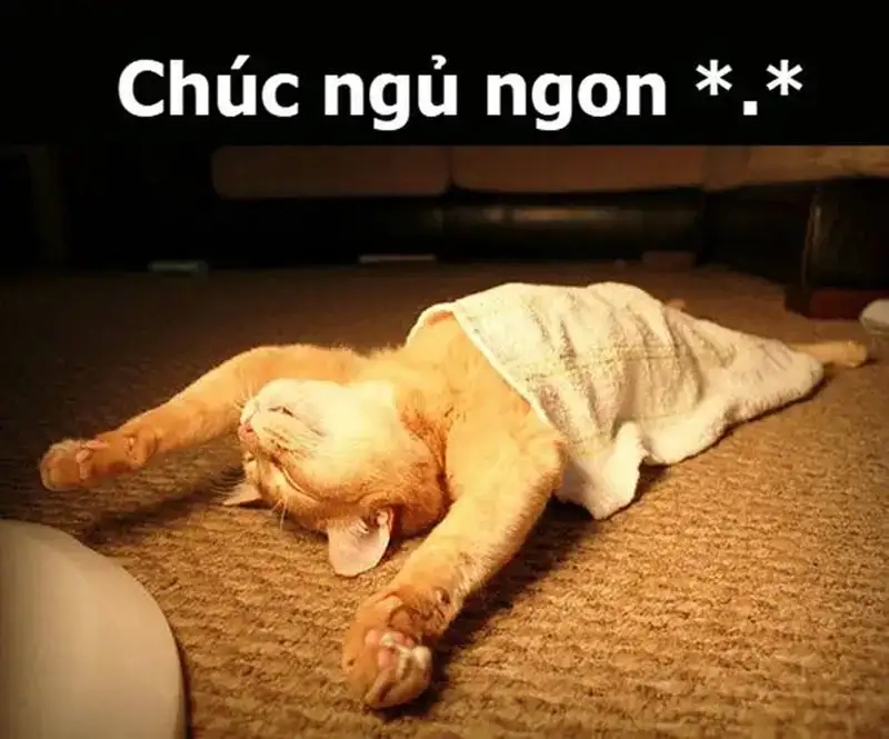 Meme ngủ chưa dành cho hội thức khuya cười ra nước mắt