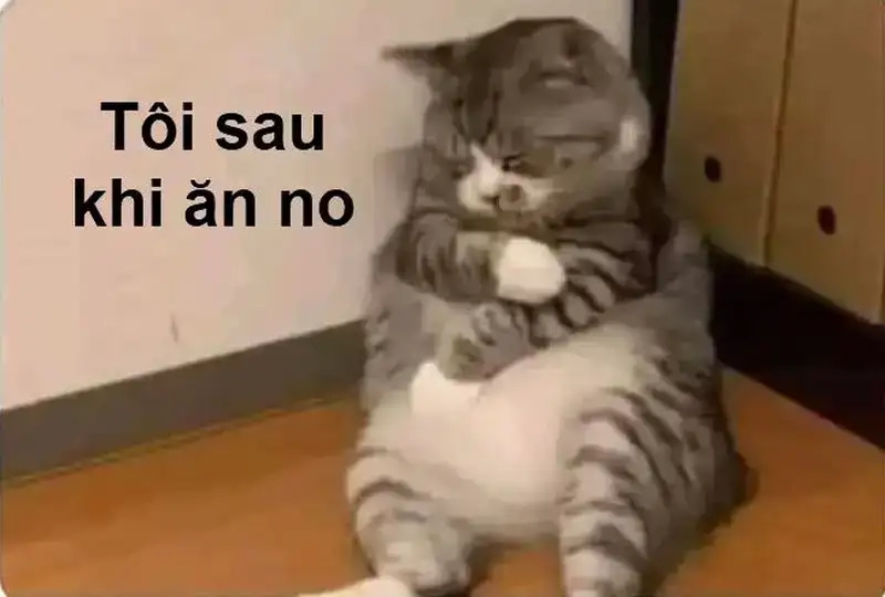 Ngủ meme thể hiện tâm trạng mệt mỏi đầy hài hước