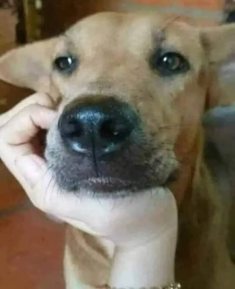 Tìm kiếm ảnh meme trầm cảm gợi cảm xúc