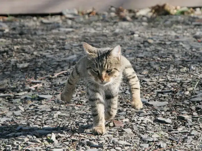 Xem hình meme vô tri ảnh meme cute mèo vô tri