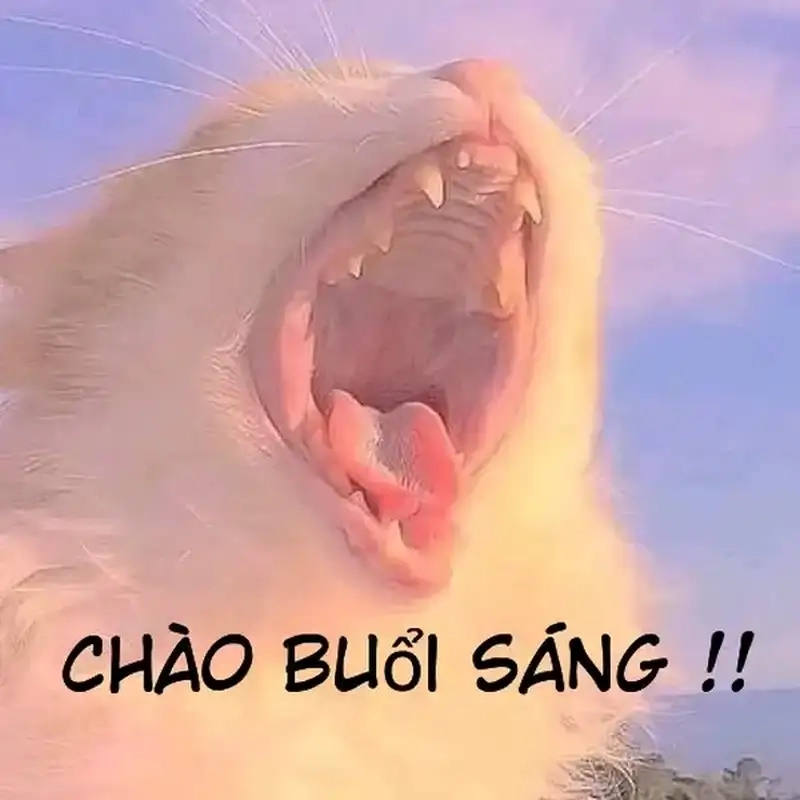 Khám phá meme xin chào vui nhộn dễ thương nhất