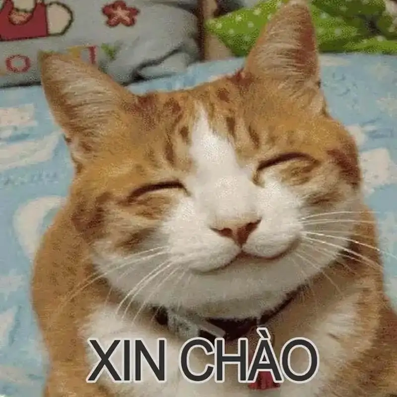 Mỗi ngày thêm năng lượng với chào meme đáng yêu