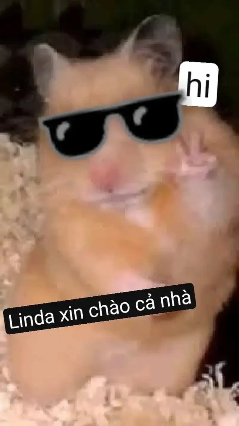 Ngắm nhìn meme xin chào cute siêu dễ thương