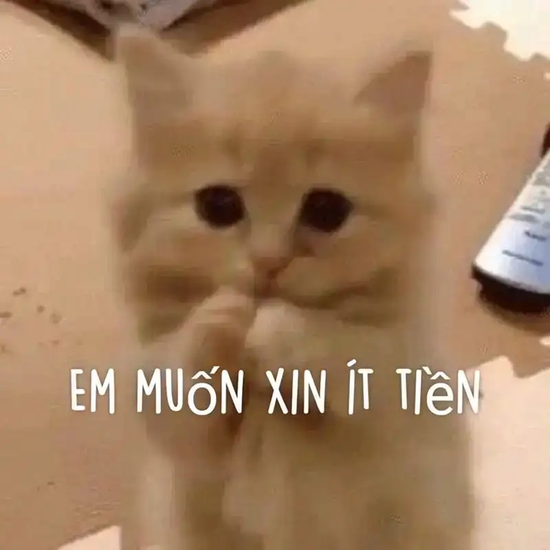 Meme xin tiền là như thế nào hấp dẫn