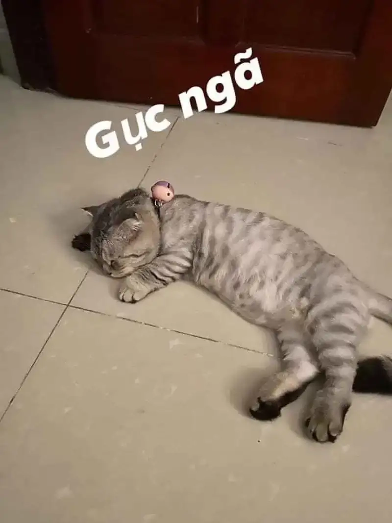 Khám phá meme mèo xỉu ngang với biểu cảm cực lầy