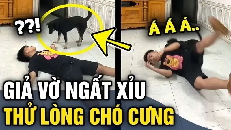 Ngắm meme mèo xỉu đáng yêu khiến tim tan chảy