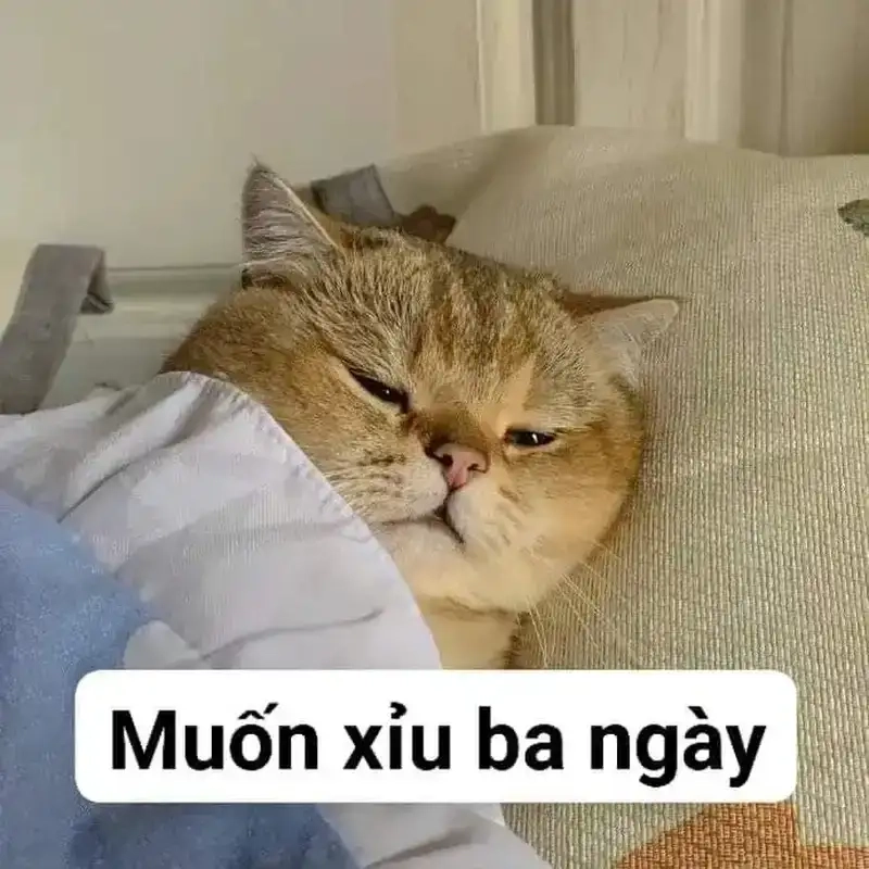 Cập nhật ảnh meme ngất xỉu hot nhất hiện nay