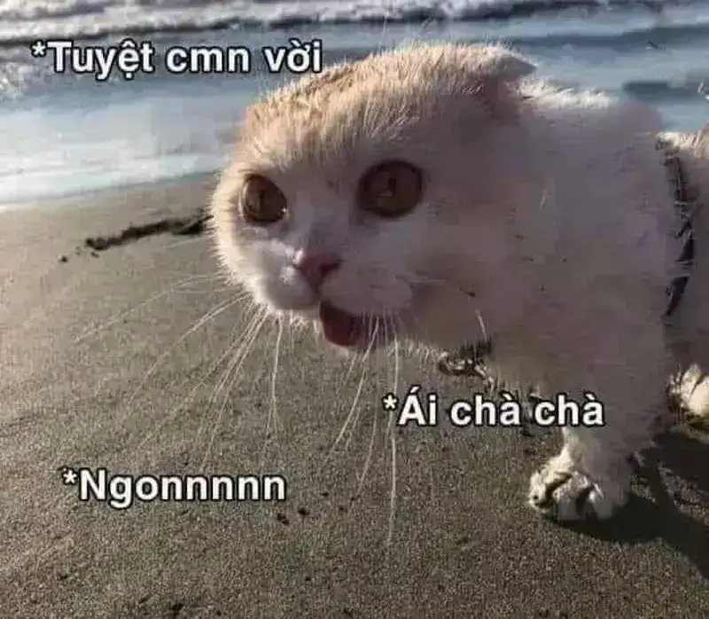Chia sẻ niềm vui chân thành qua Meme thả tim