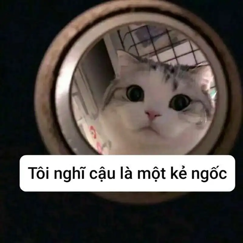 Mặt ngu meme dùng chọc bạn bè hợp lý