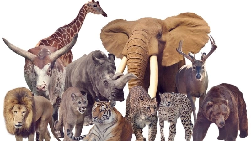 Bí ẩn tiến hóa: 200 triệu năm trước tất cả đều đẻ trứng? 