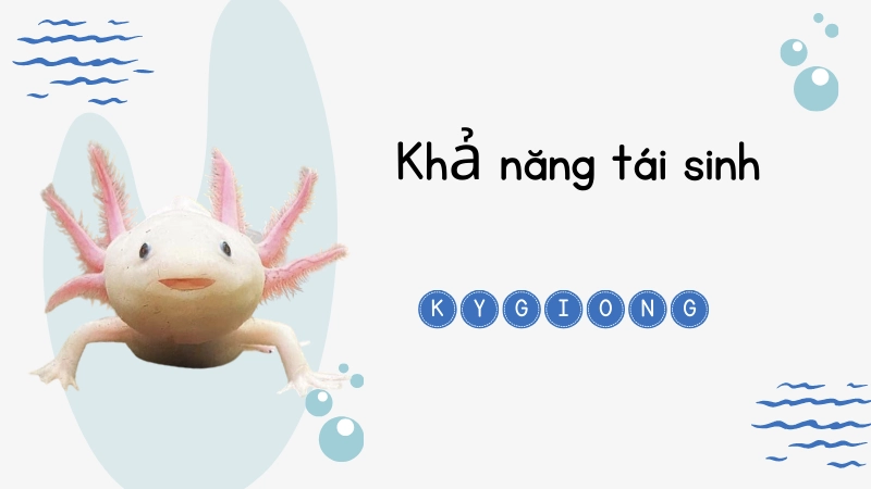 Khả năng tái sinh siêu việt của kỳ giông Mexico