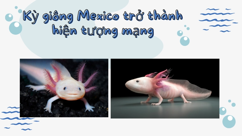 Vì sao kỳ giông Mexico trở thành hiện tượng mạng