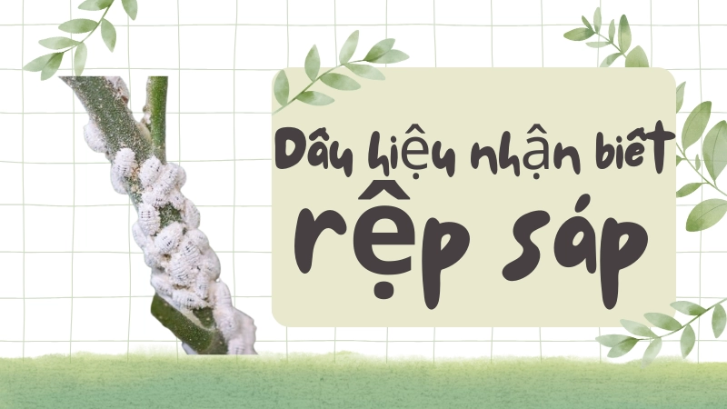 Dấu hiệu rệp sáp trắng bám dày đặc ở nách lá cây