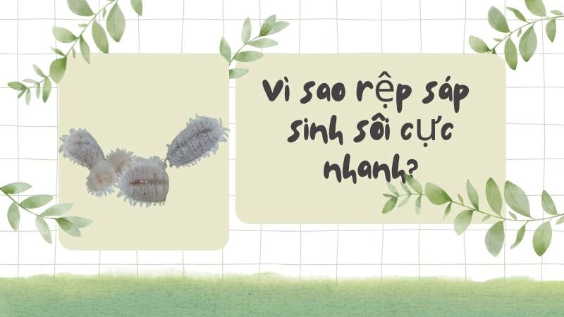 Kiến cộng sinh bảo vệ rệp sáp khỏi các loài thiên địch