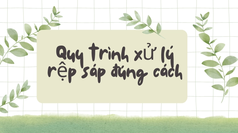 Phun dung dịch dầu neem oil trị rệp sáp an toàn sinh học