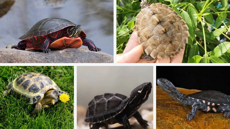 Top 5 giống rùa cảnh “yêu trẻ con” nhất hiện nay