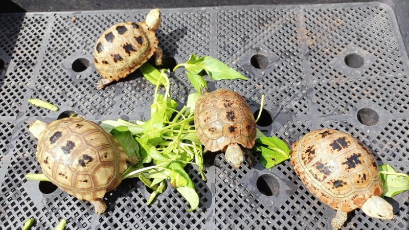 Bí kíp chăm rùa để bé chơi cùng mà không lo nguy hiểm