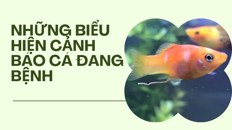 Hành vi cọ mình vào thành bể cảnh báo nguy cơ nhiễm nấm ở cá