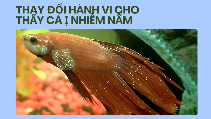 Các đốm trắng li ti như hạt muối xuất hiện trên thân cá bị bệnh