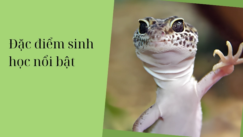 Đặc điểm sinh học nổi bật của thằn lằn da báo