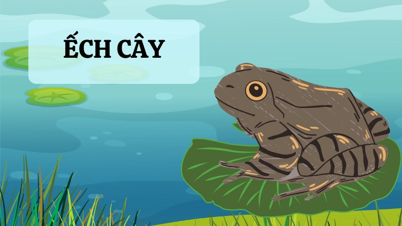 Kết cấu da đặc biệt giúp ếch cây hô hấp và ngụy trang