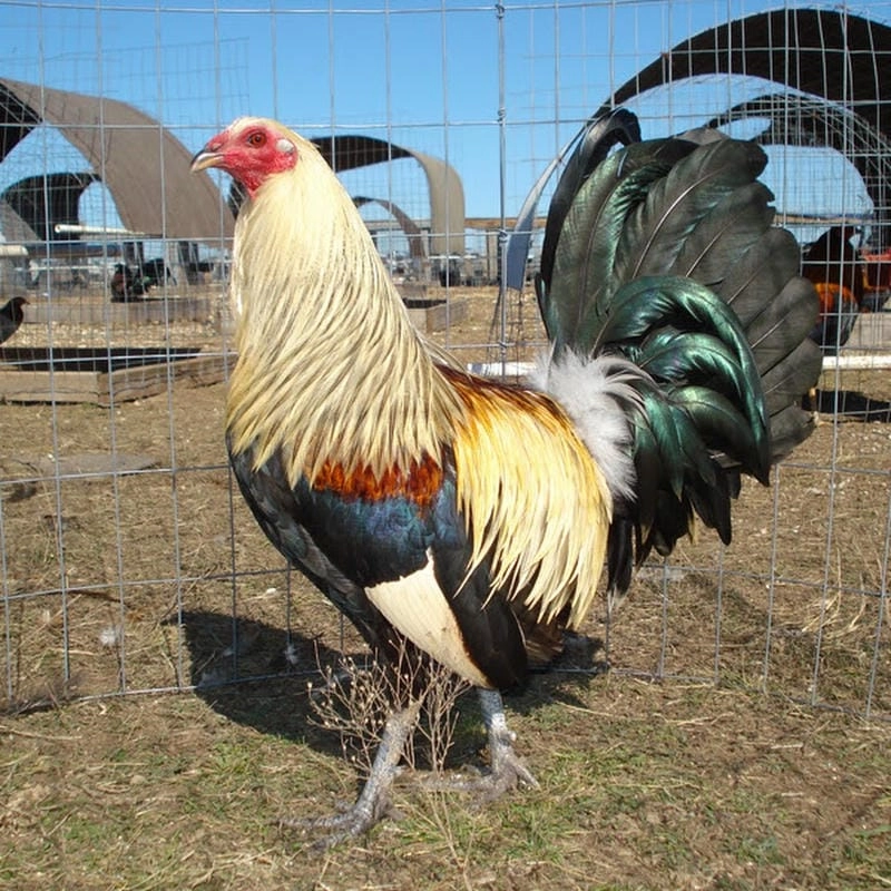 Nhận diện đòn lối đặc trưng của từng dòng gà nòi nổi tiếng