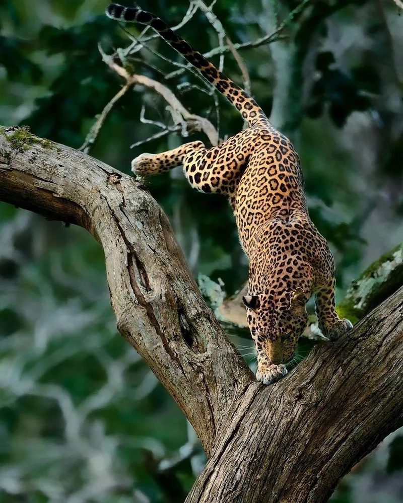 Hình ảnh báo đốm hoang dã tỏa sức mạnh vượt trội