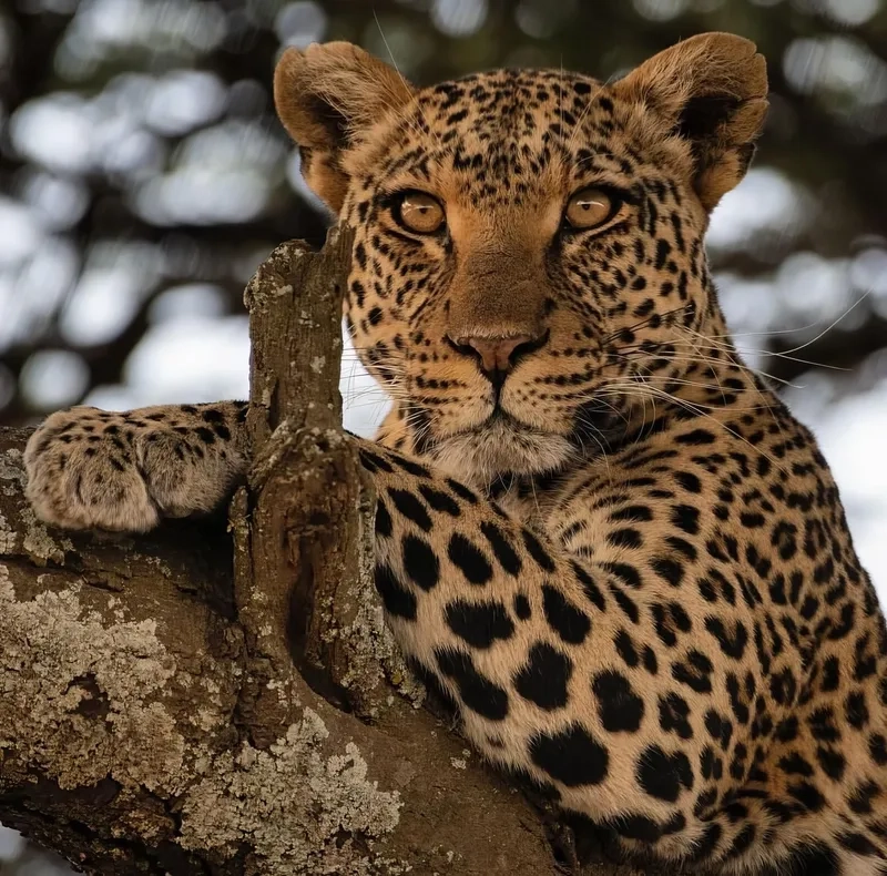 Báo đốm động vật quý hiếm được bảo tồn trong thiên nhiên