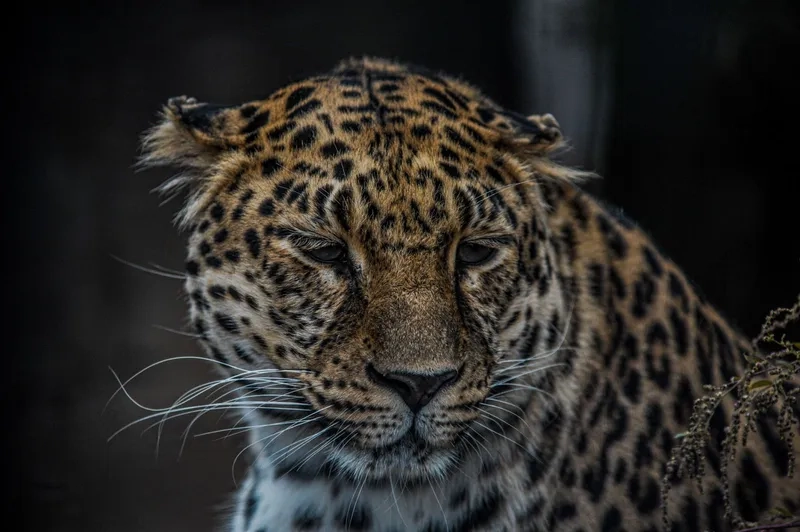 Hình ảnh báo đốm và đa dạng sinh học trong rừng rậm phong phú