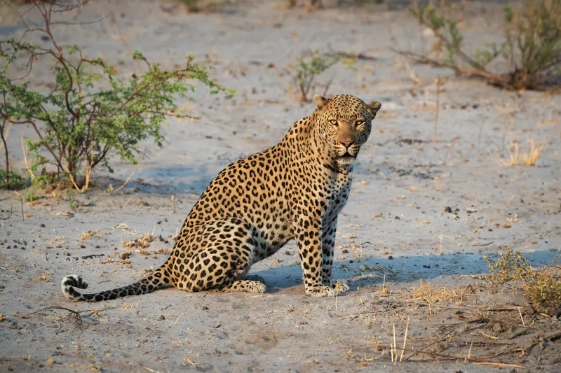 Khám phá báo đốm ở rừng rậm sinh sống tự do và linh hoạt