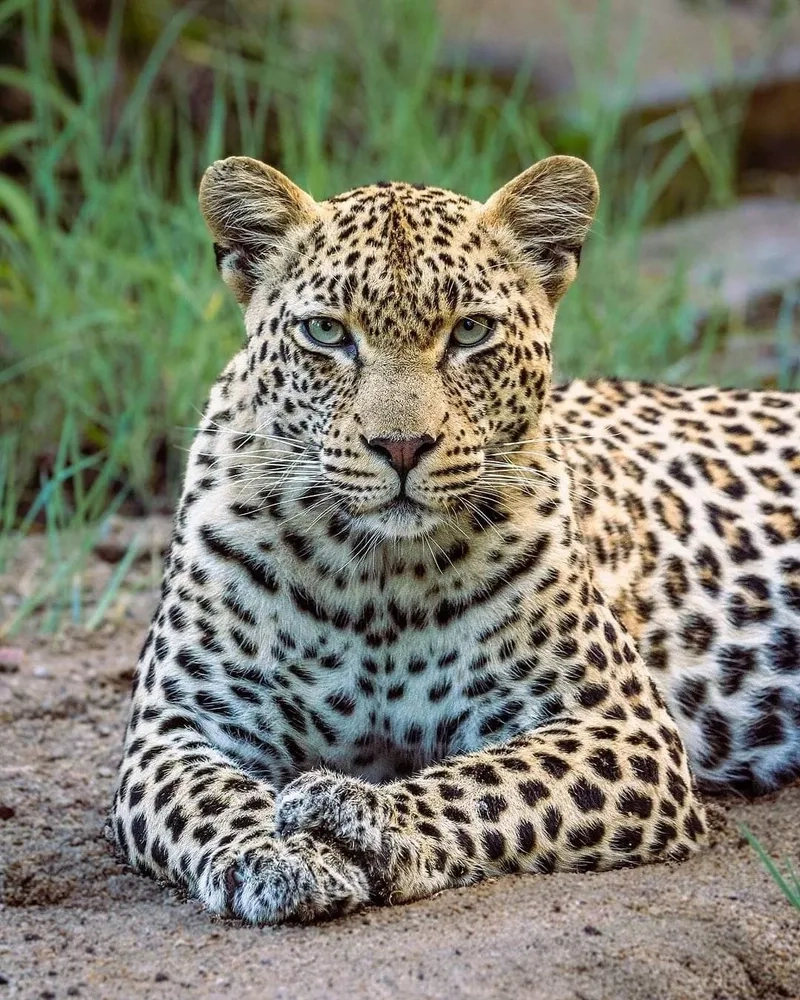 Tìm hiểu báo đốm có nguy hiểm không khi tiếp cận con người