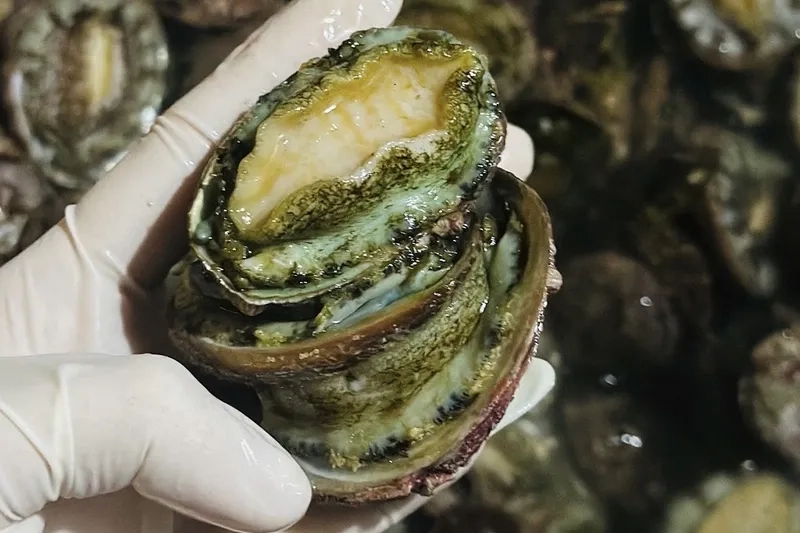 Bào ngư nuôi chất lượng cao, tươi ngon tuyệt hảo