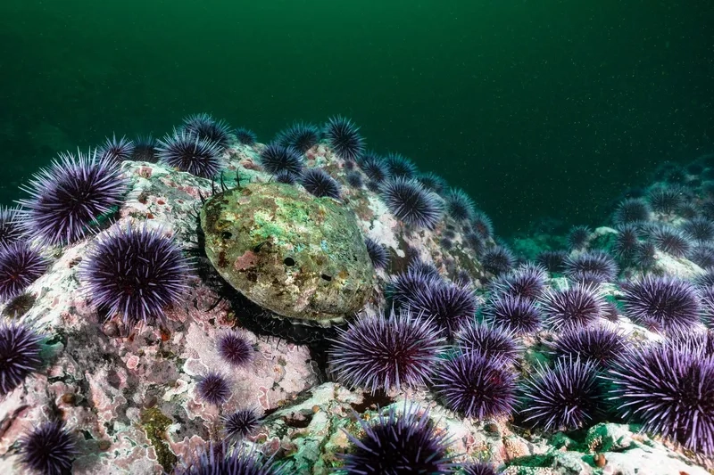 Bào ngư tươi sống đảm bảo vị ngon tự nhiên