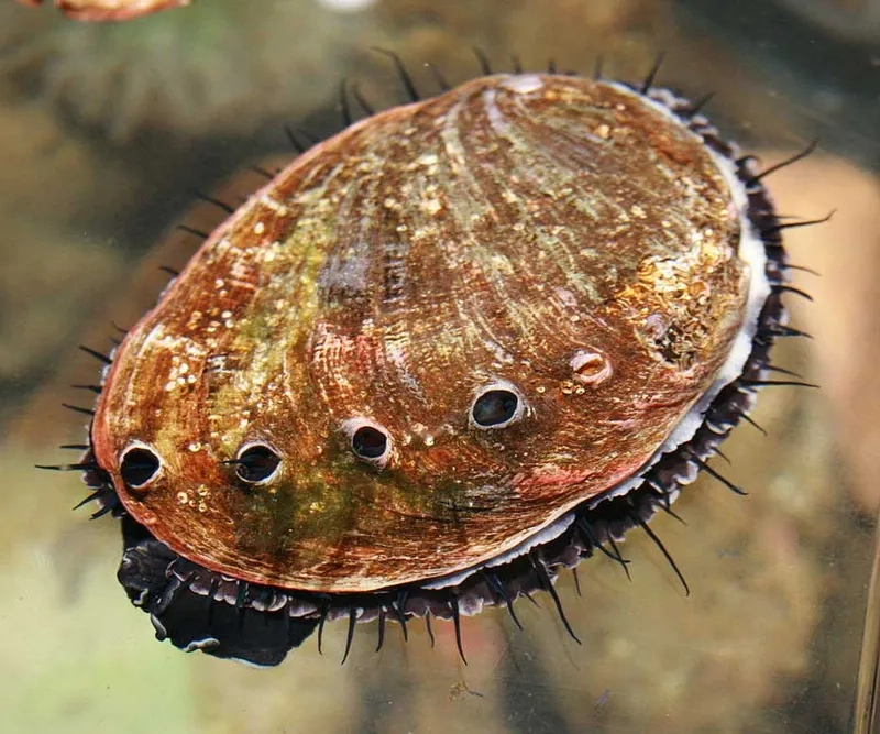 Bào ngư dùng cho ai muốn bồi bổ cơ thể