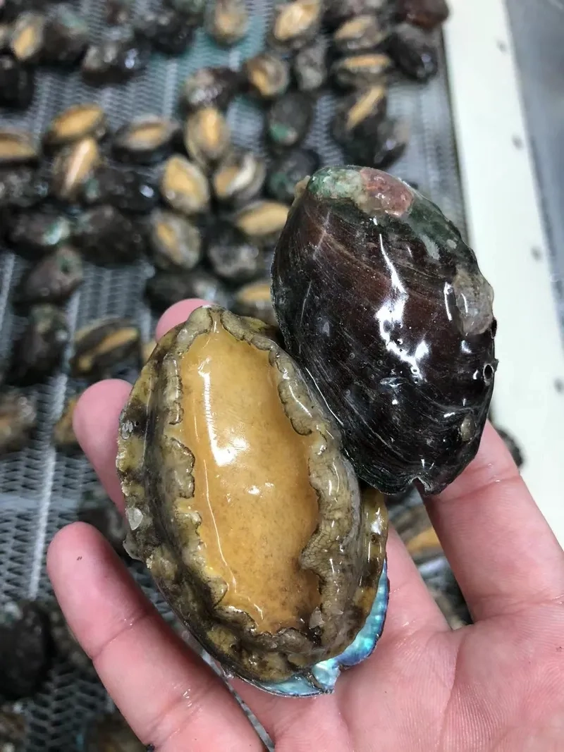 Tìm hiểu bào ngư giàu chất gì cho sức khỏe