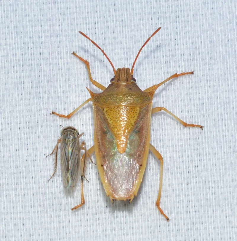 Bọ xít sống ở đâu thường trú ẩn quanh giường