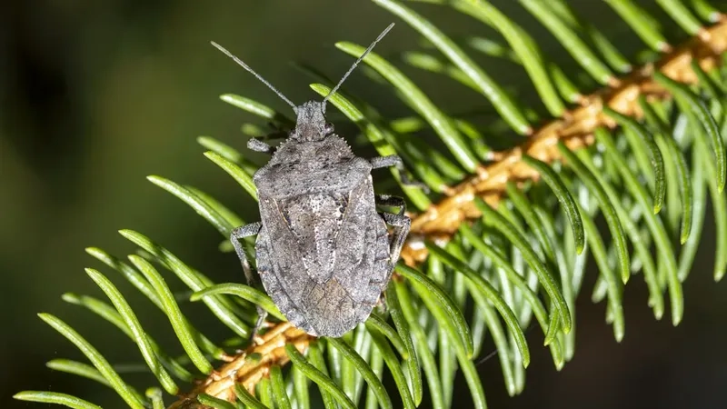 Bọ xít có mùi hôi khiến phòng ngủ khó chịu