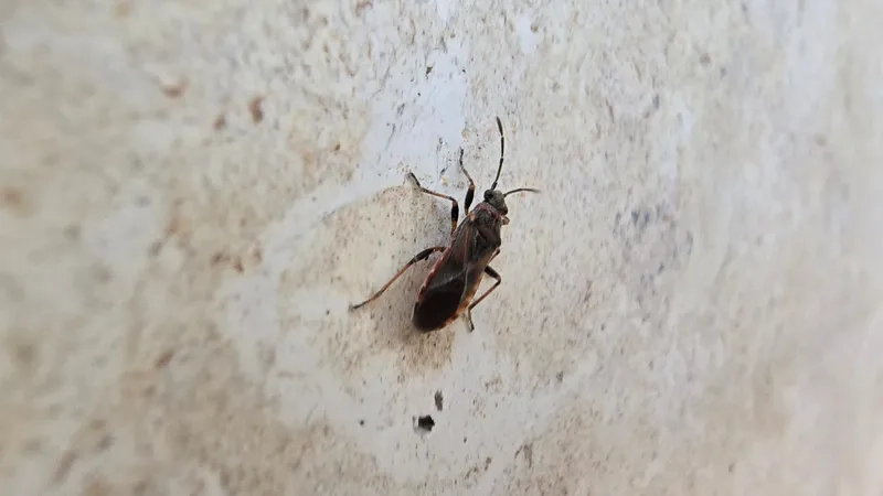 Tìm hiểu bọ xít thích ánh sáng hay bóng tối để phòng ngừa