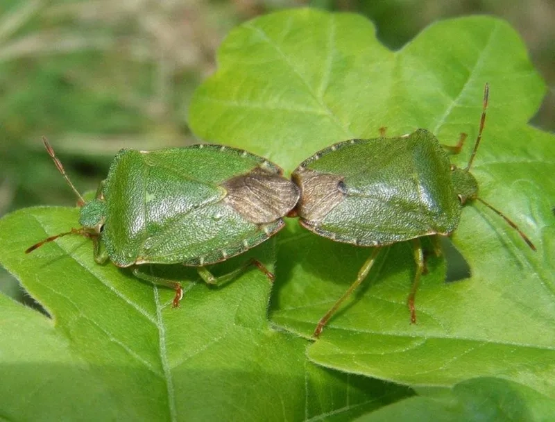 Bọ xít từ đâu ra và làm sao ngăn chặn xâm nhập