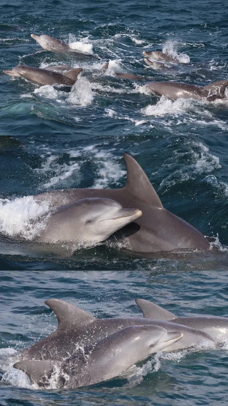 Học cách gọi cá heo mũi chai tiếng Anh