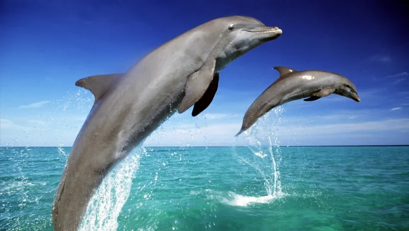 Khám phá cá heo mũi chai có thông minh không