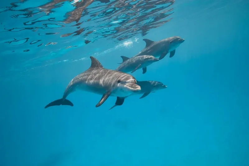 Đọc cá heo mũi chai câu chuyện thú vị