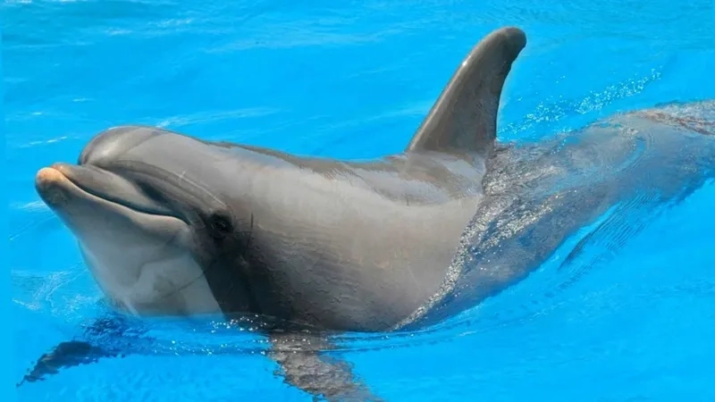 Tra cứu cá heo mũi chai Wikipedia đầy đủ