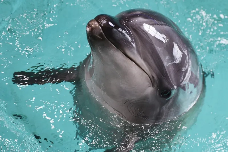 So sánh cá heo mũi chai vs cá heo cảng dễ hiểu