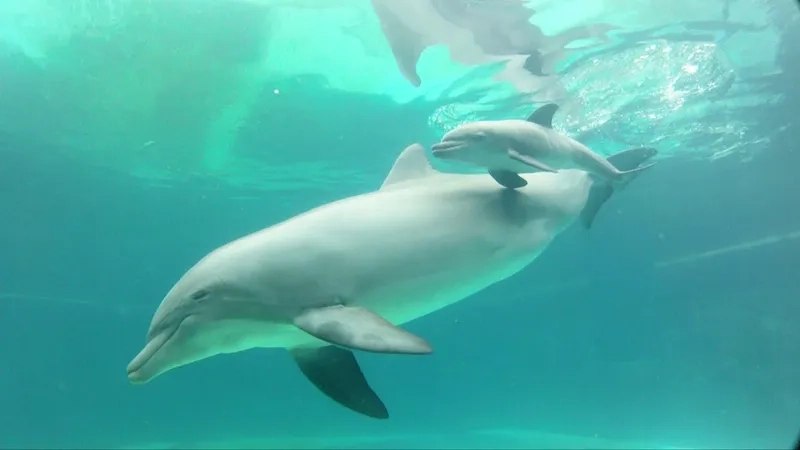 Khám phá các chương trình cá heo mũi chai bảo tồn