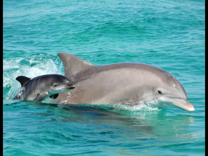 Xem cá heo mũi chai chăm sóc con non cẩn thận