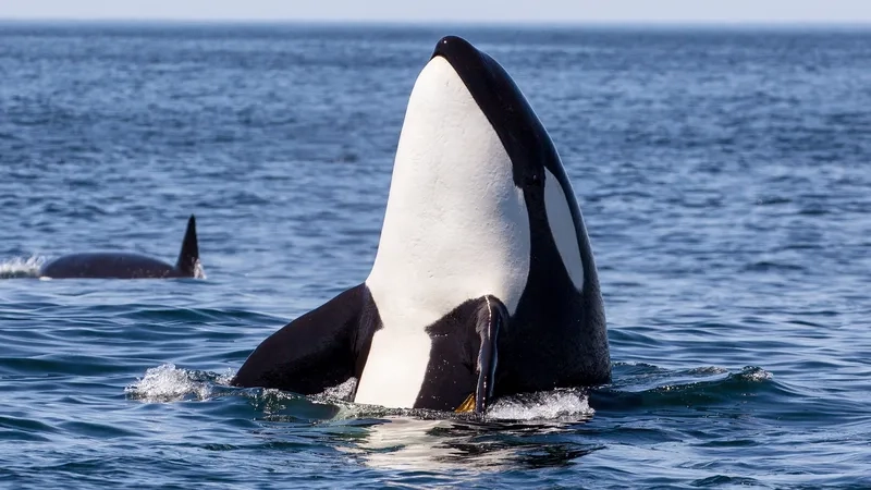 Cá voi sát thủ ở Việt Nam xuất hiện gần bờ biển