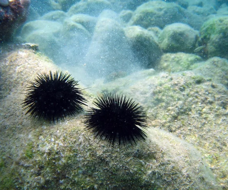 Tác dụng của cầu gai với hệ sinh thái và con người