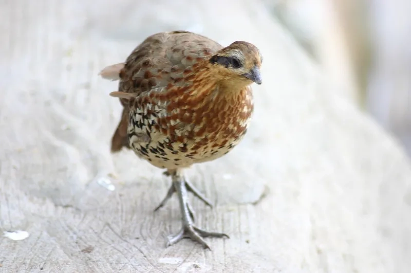 Chim gà so sinh sống ở đâu và môi trường tự nhiên Việt Nam